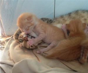 FunnyCatSite