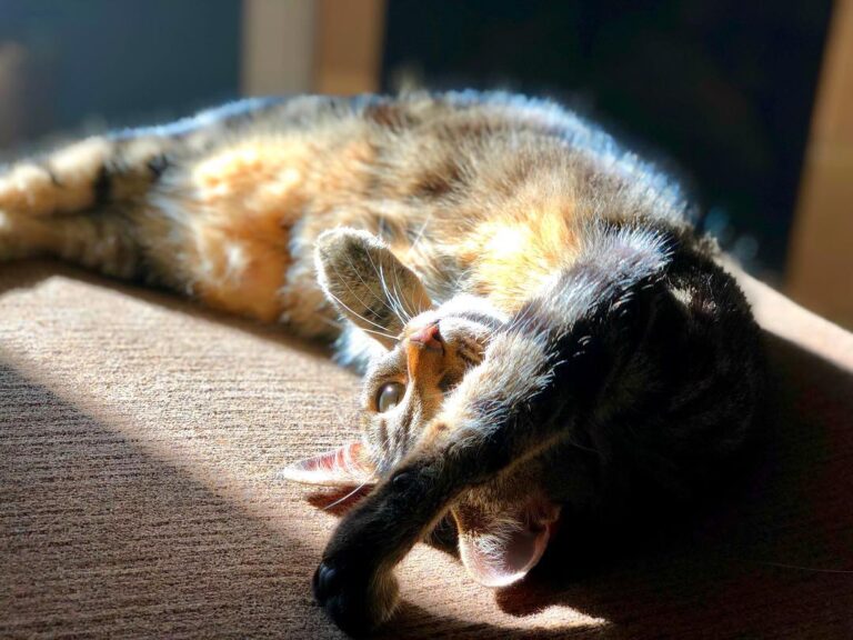 Kodak’s sister, Molly Mouse, enjoying the sun.