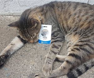 FunnyCatSite