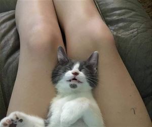 FunnyCatSite