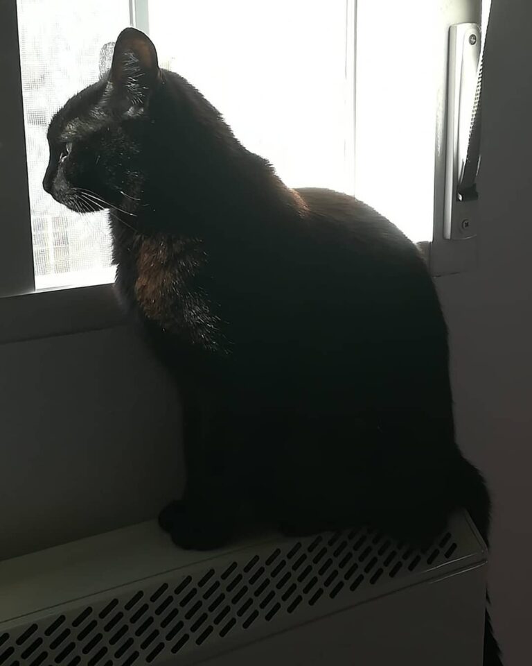 Llevo todo el día en la ventana a ver si consigo ver a los y ni