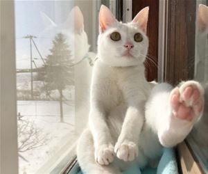 FunnyCatSite