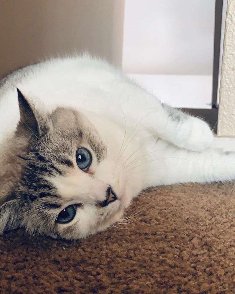 Luna the lunatic . . . . .