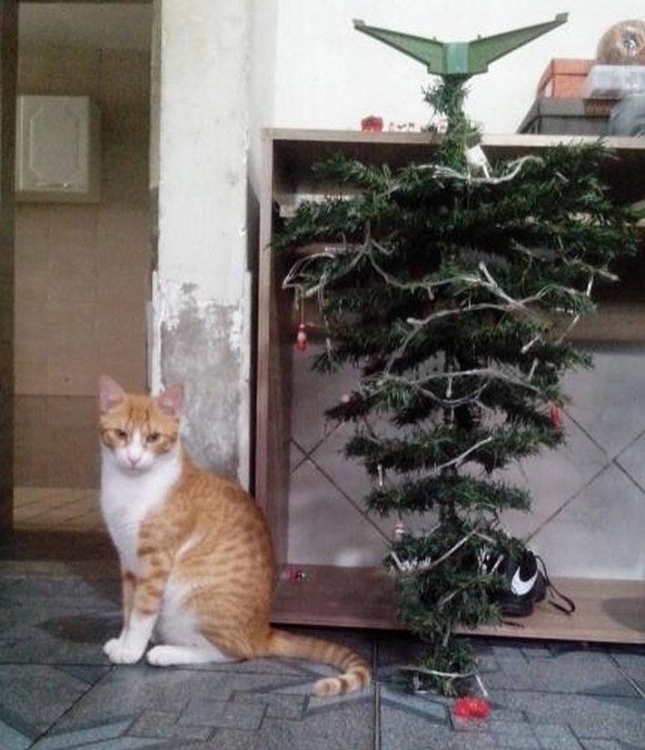 MOMENTO DO SEGUIDOR ESPECIAL DE NATAL: Árvore?? Nunca nem vi…. Logan