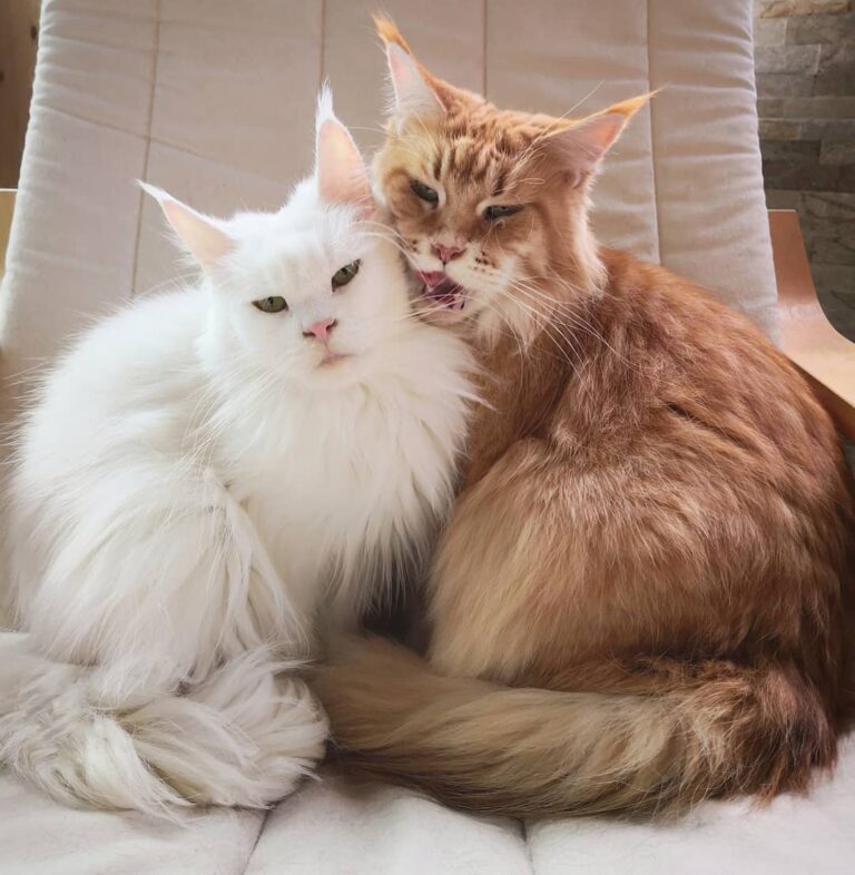Maine coon love Venere and Virgin cattery
