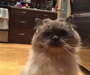 FunnyCatSite