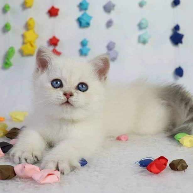 Male! Sale! #инстатаг #кошки #купитькотенка #питомник #лучшиекотята