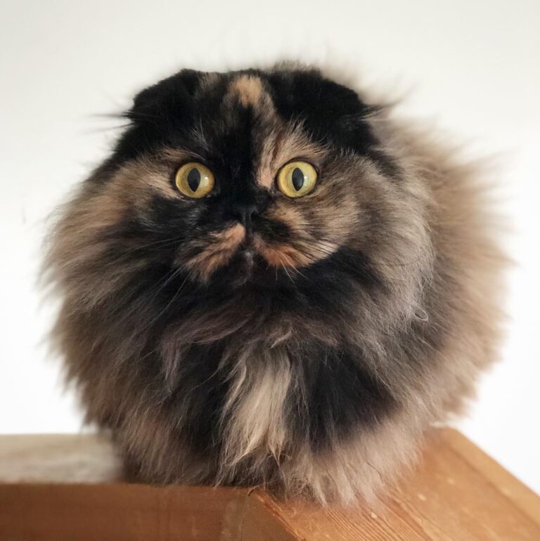 Maximum Fuzz