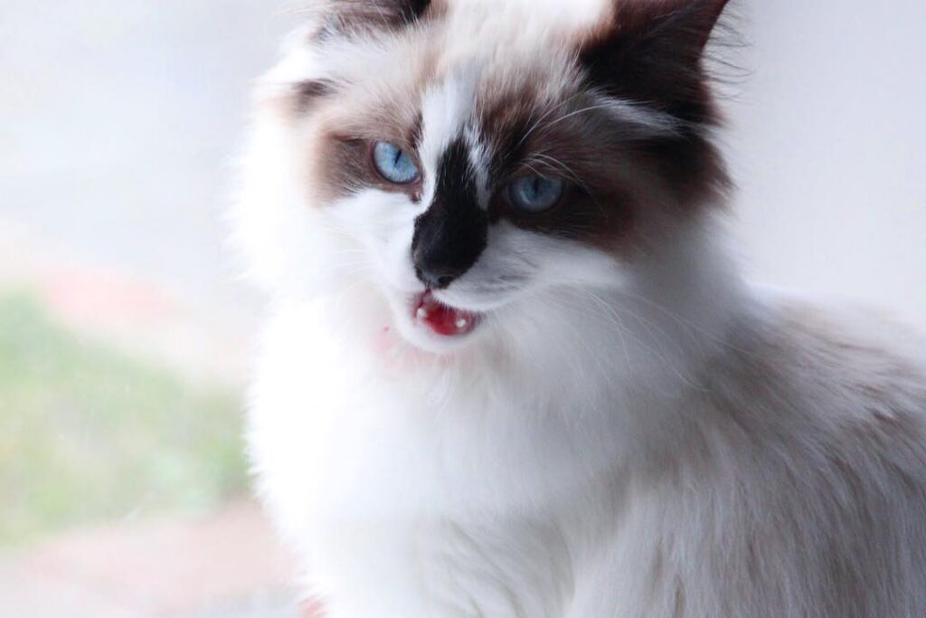 “Meoww haha, hoomans do the funniest things .. they always get so