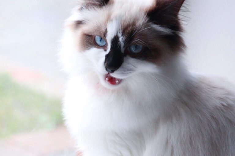 “Meoww haha, hoomans do the funniest things .. they always get so