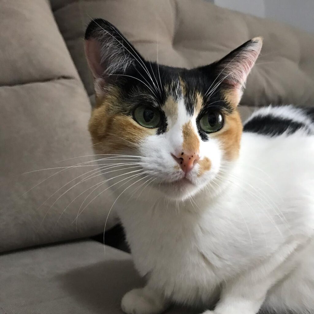 Mimi modelando