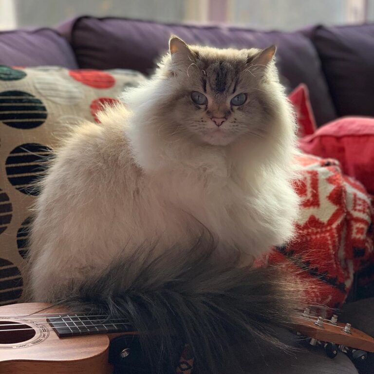 Minion needs a good brushing