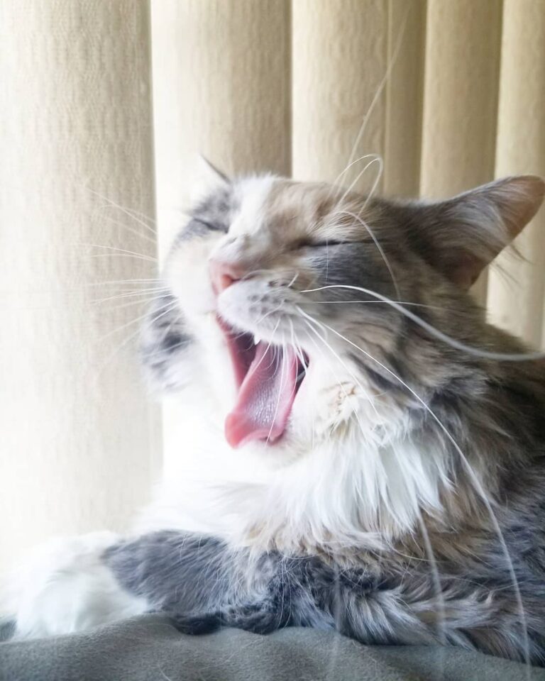 Morning yawns