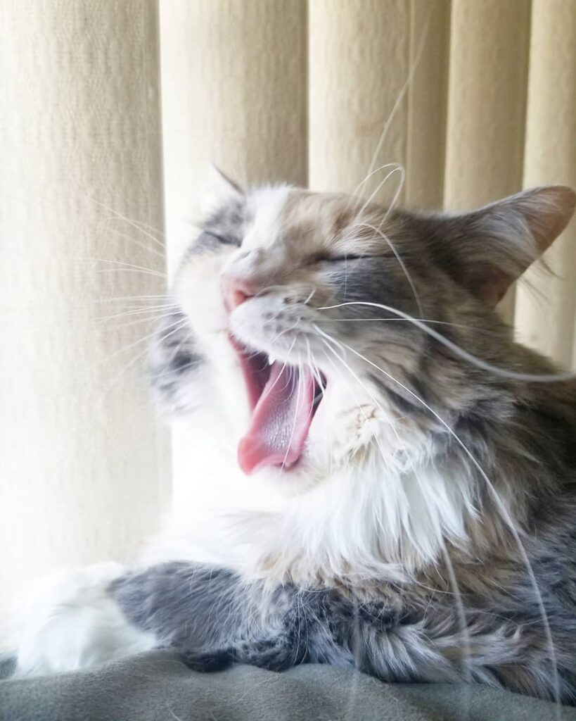 Morning yawns
