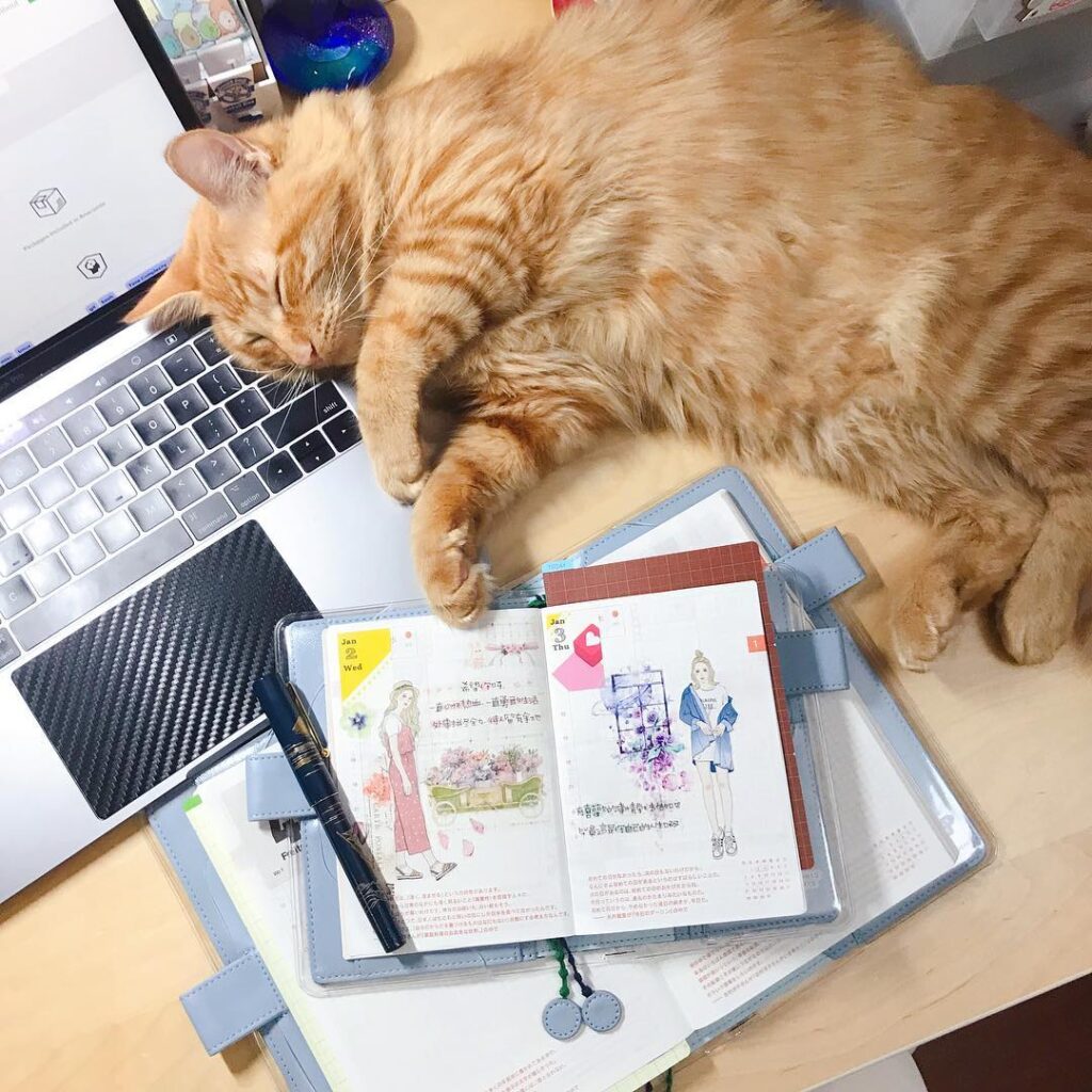 My loves, Pilot Namiki Meiji-maru and Pancake. . . . #手帳 #手帳ゆる友