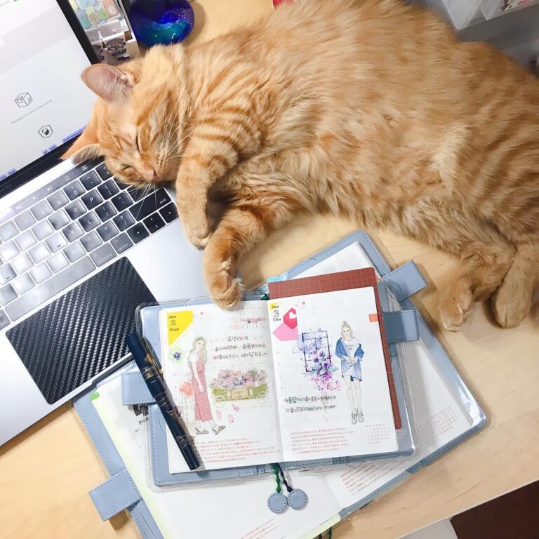 My loves, Pilot Namiki Meiji-maru and Pancake. . . . #手帳 #手帳ゆる友