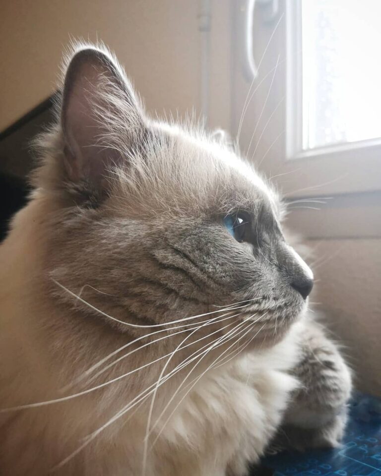 My purrfect fluff ・