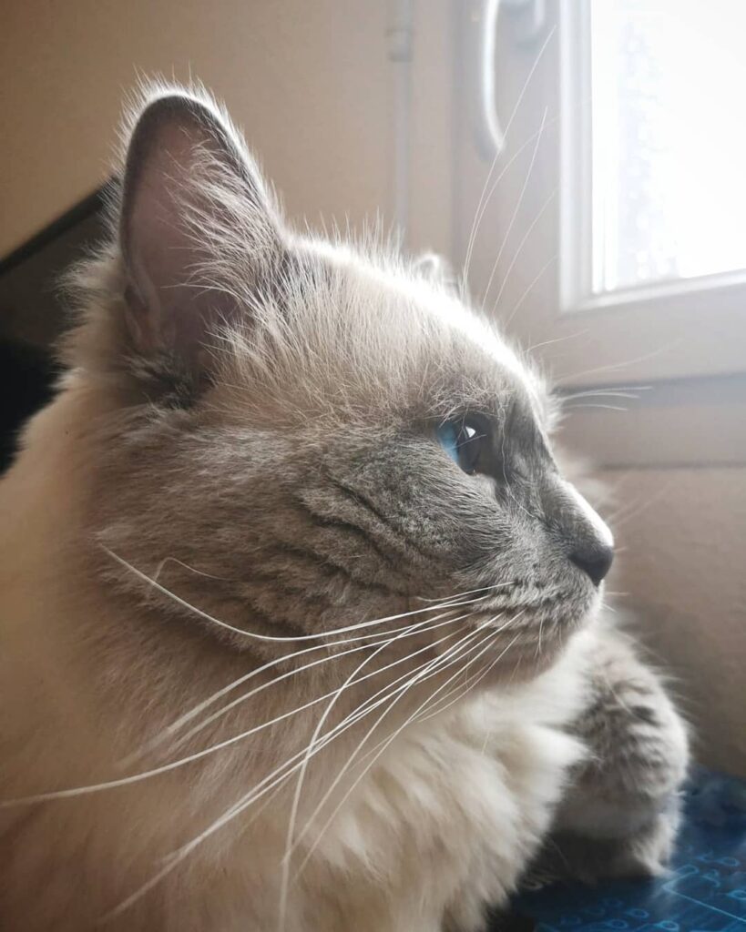 My purrfect fluff ・