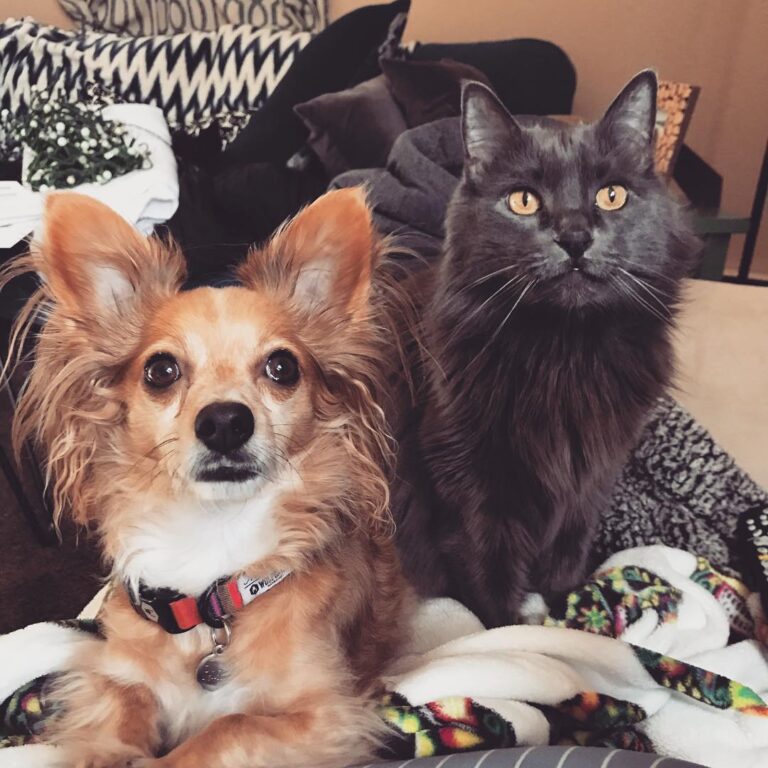 My sweet little boys! Being extra cuddly and loving while I’m sick.