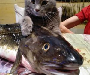 FunnyCatSite