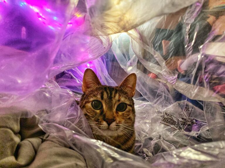 New Popup alert!! Someone left a plastic bag on the bed!!