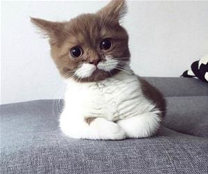 FunnyCatSite