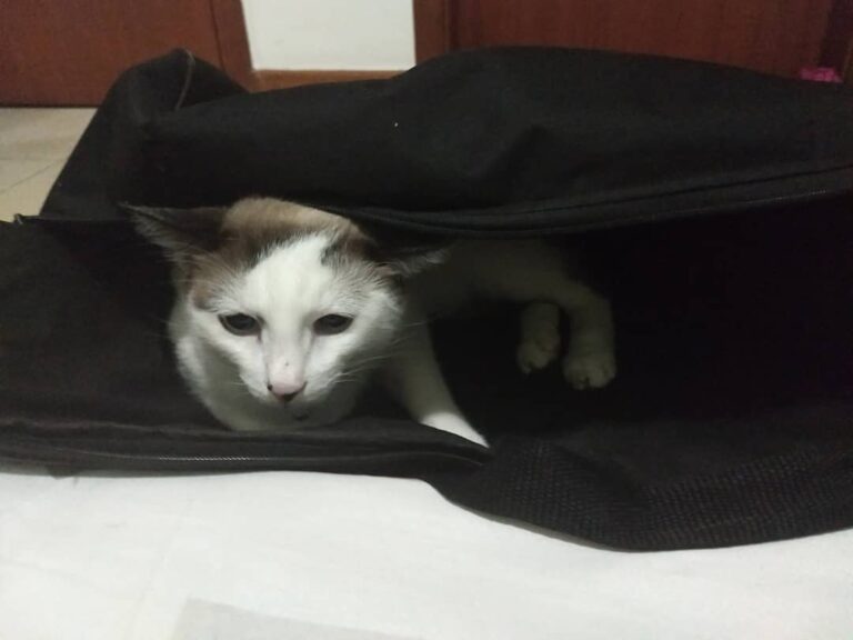 O gato que acha que é um violão e dorme dentro da capa do meu querido