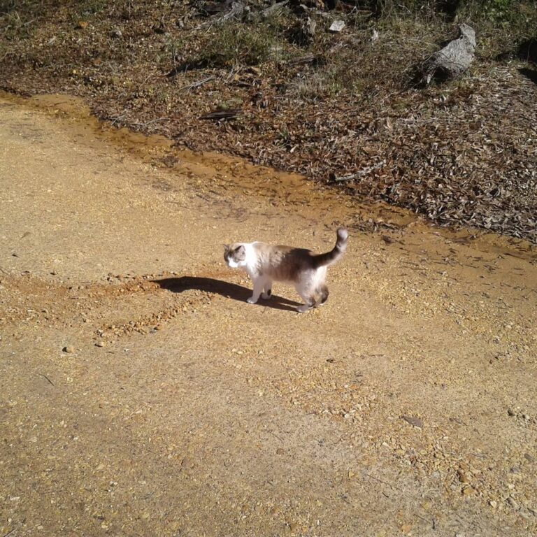 One of the Minions out and about.
