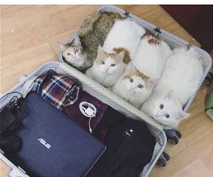 FunnyCatSite