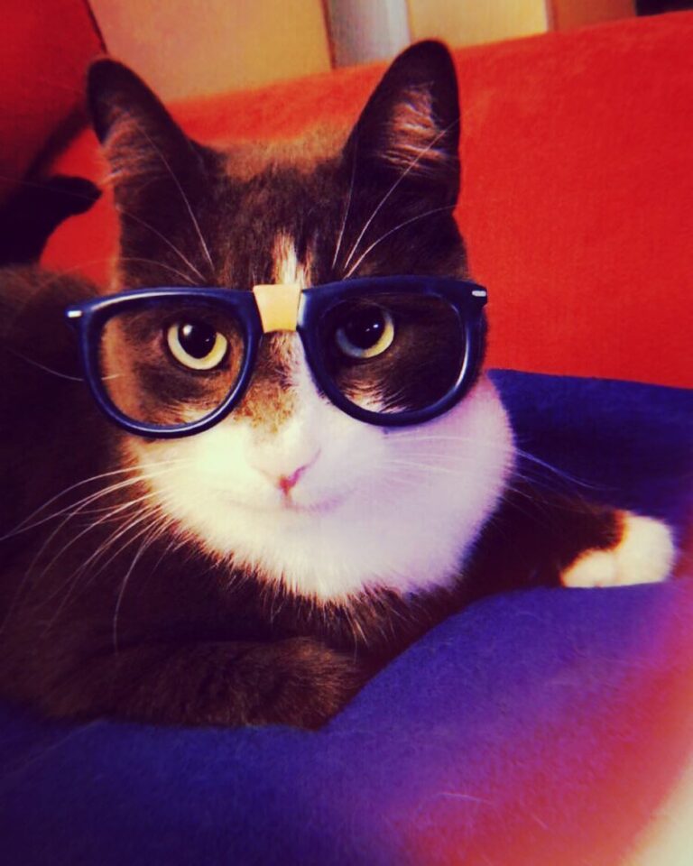 Oss: “Sit human, we need to talk!”