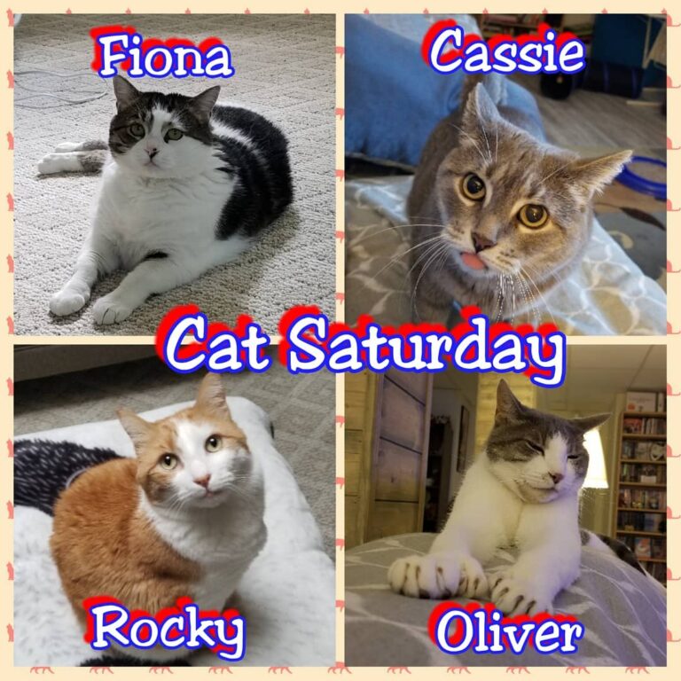 Our 4 cats. Fiona, Cassie, Rocky & Oliver Each with their own unique