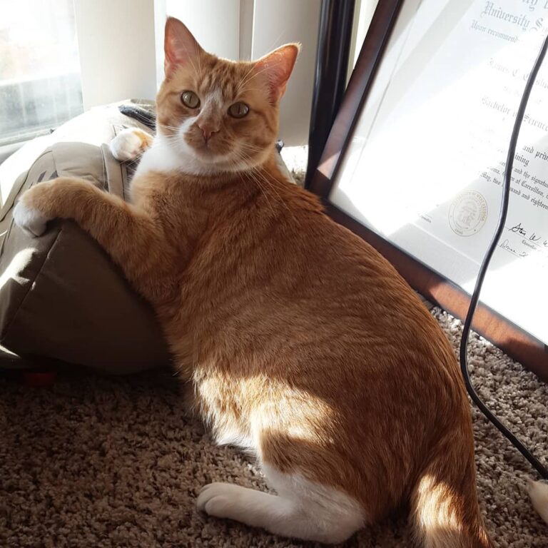 Our apt does not get enough sunshine for her.