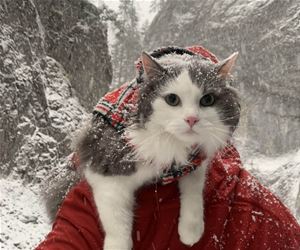 FunnyCatSite