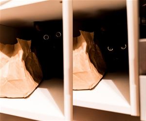 FunnyCatSite