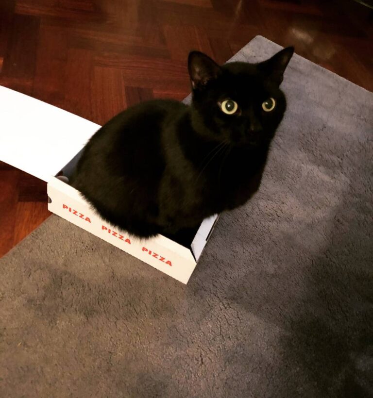 Pizza delivery? do like a box * *
