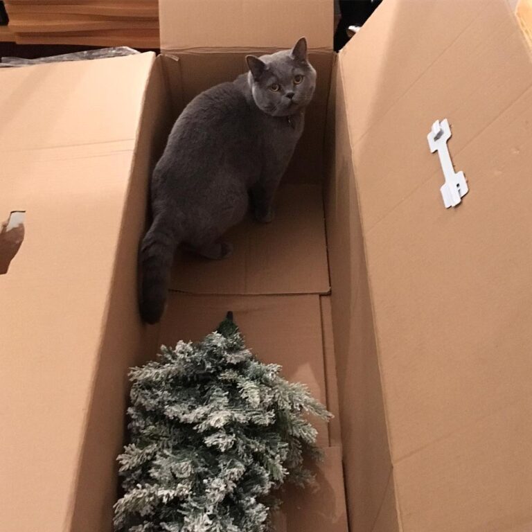 Please don’t put Christmas back in its box Dad. .