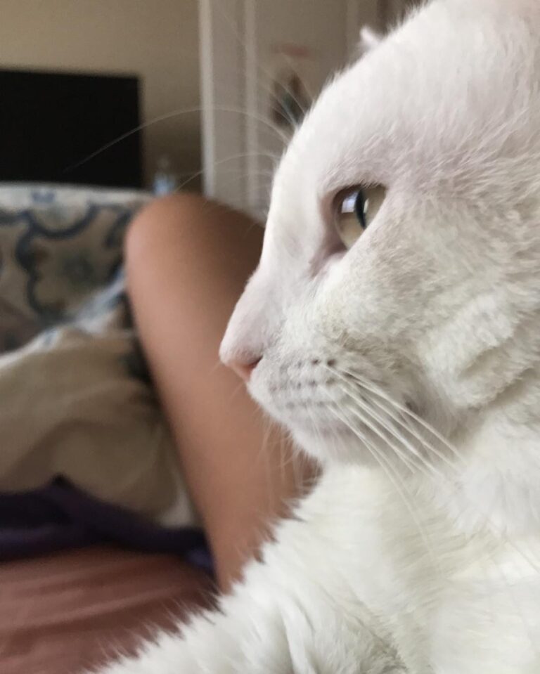 Purrfile shot on the pawfect lazy Saturday