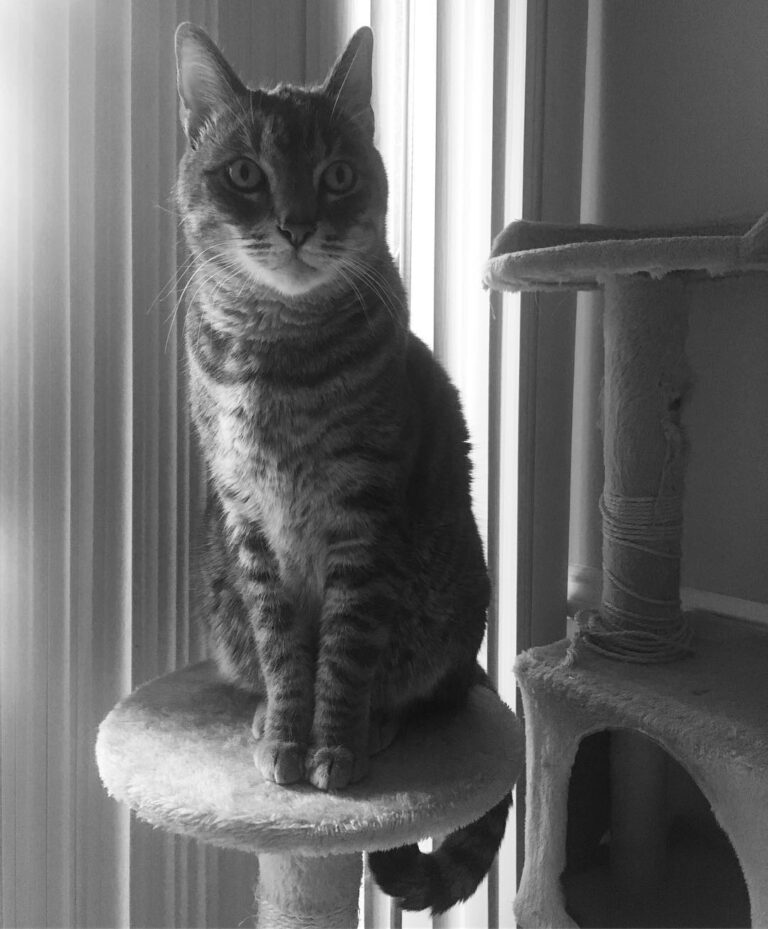 Purrrtrait of a prince.