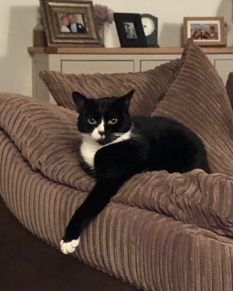Put your paw over there like you just don’t care