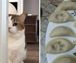 FunnyCatSite