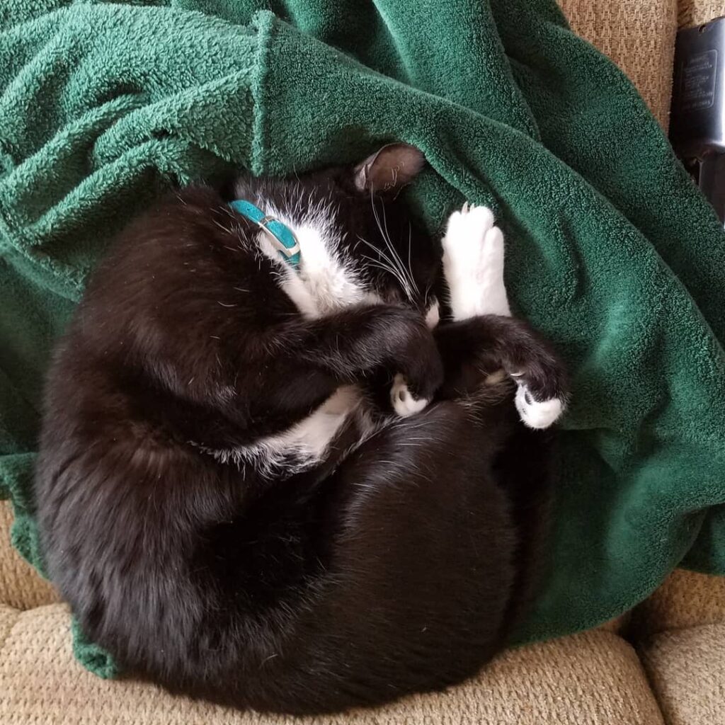 Rainy Two out of three furry creatures are napping and the last is