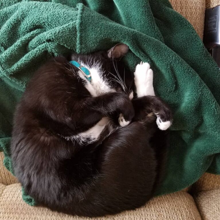 Rainy Two out of three furry creatures are napping and the last is