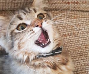 FunnyCatSite