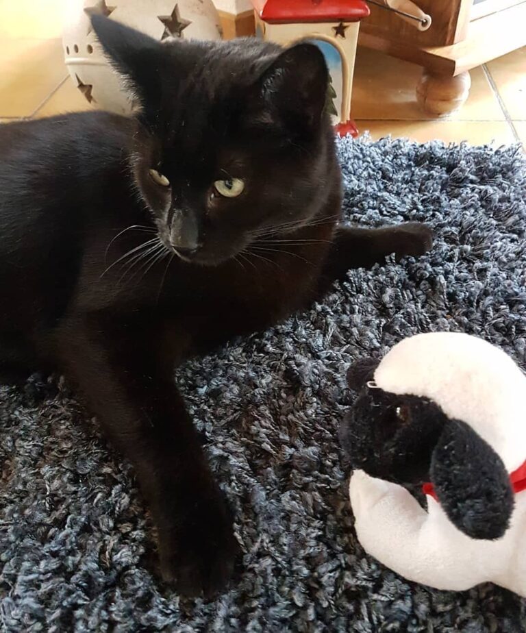 Schaut mal. Das ist mein Rhönschaf Meine Beute. Die bringe ich immer
