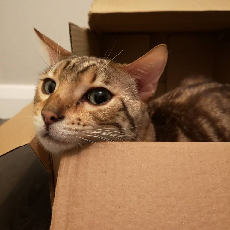 Scooter loves his box . . .