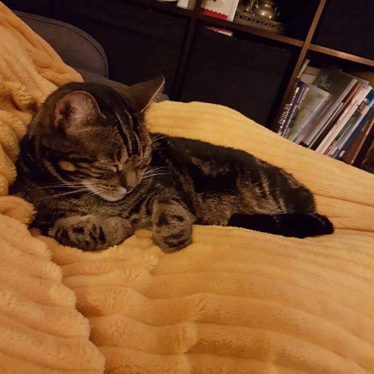Sleeping like a true catprincess