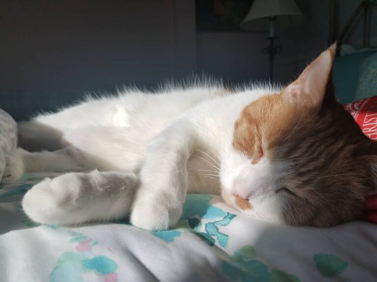 Sleepy Caturday