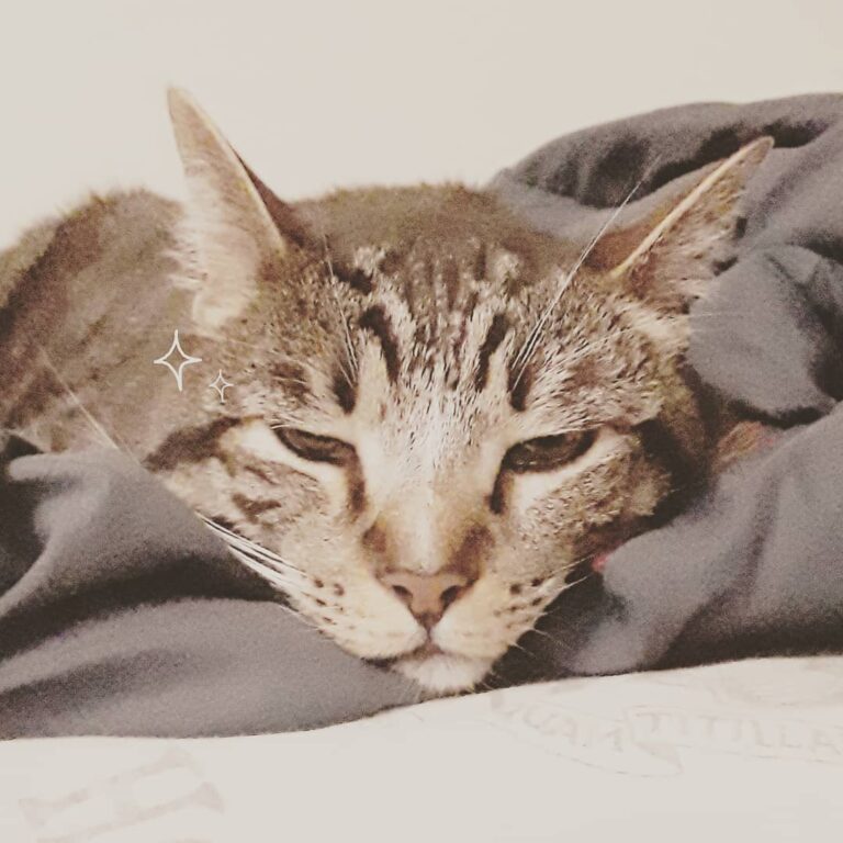 Sleepy King Miimz