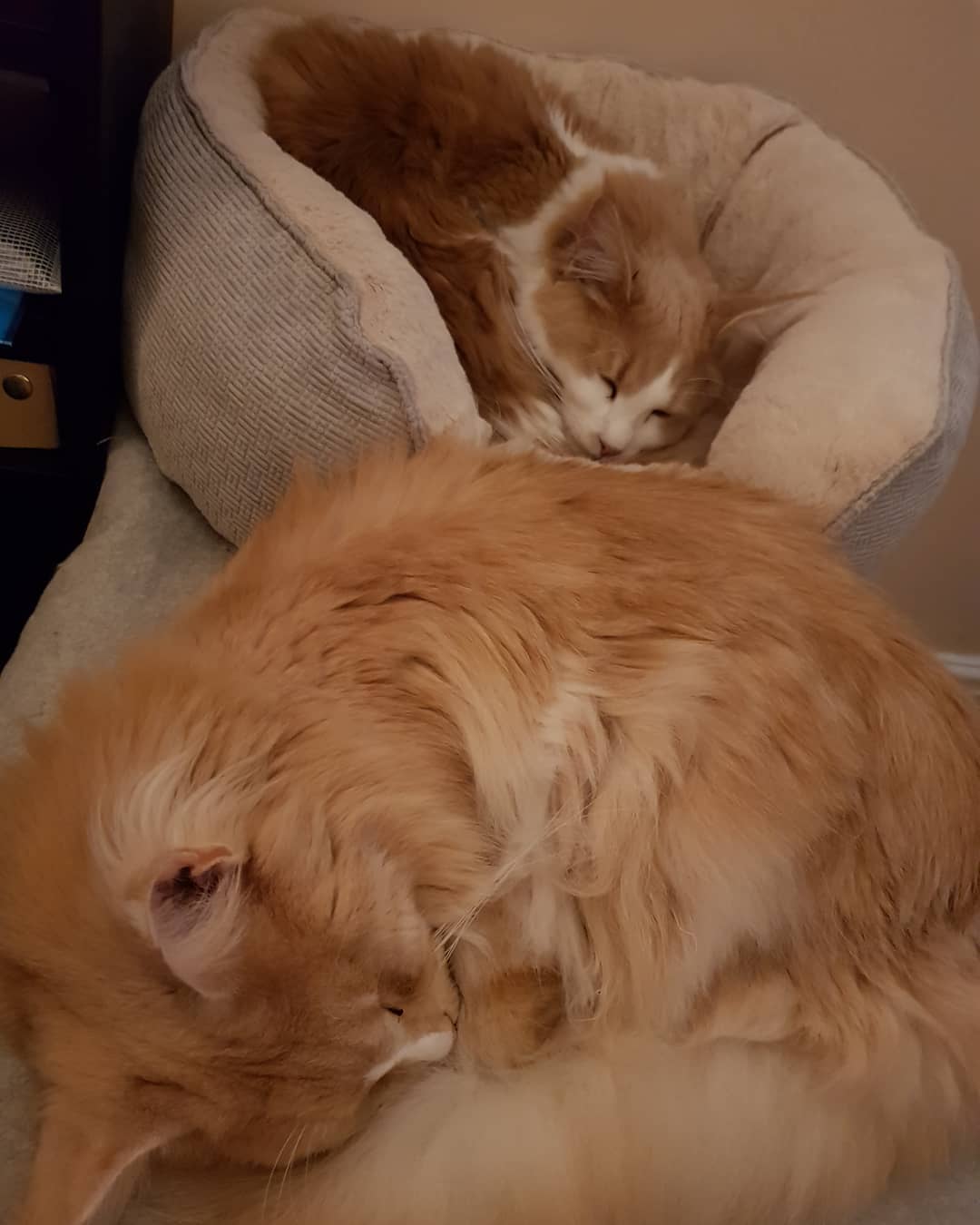 Snoozy kitties aren't helping me stay awake this evening... #Loki #ymir #kitty #kitties #maincooncat #mainecoon #cat #cats #snoring #maincooncat #mainecoon #catsofinstagram #caturday