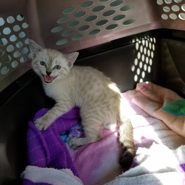 Someone came home a year ago. She hated the carrier but loves all the